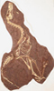 Linheraptor fossil